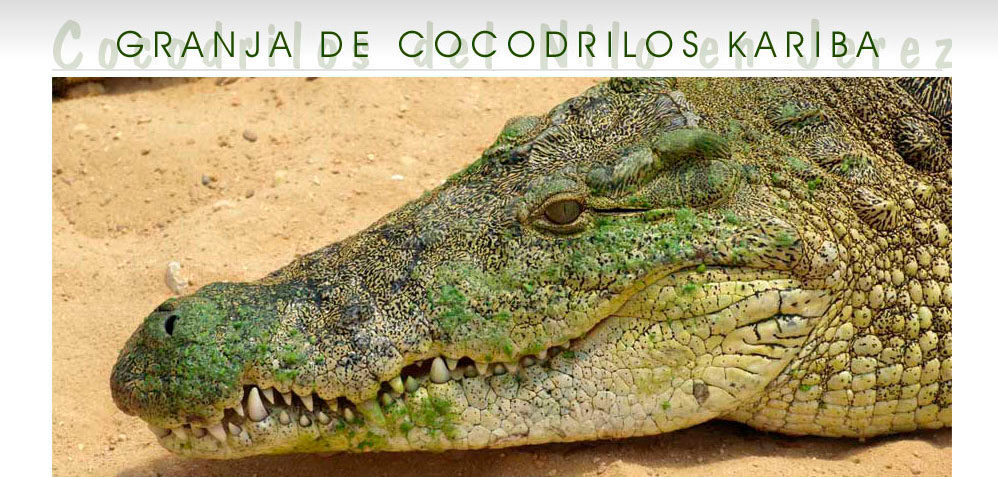 Granja Cocodrilos del Nilo, más de 1.500 ejemplares de cocodrilos. Excursiones colegios y particulares. Venta de ejemplares y pieles. . Cocodrile Farm, Spain, Europe. Cocodrile Farms Cocodrile Skins